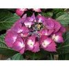 Kerti Hortenzia " Dark Angel Blue" - Hydrangea macrophylla
