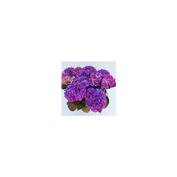 Kerti Hortenzia " Silky Pink Bue" - Hydrangea macrophylla