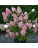 Bugás hortenzia - "Magical Moonlight" - Hydrangea Paniculata