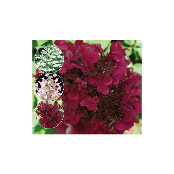 Bugás hortenzia - Hydrangea Paniculata - Wims Red