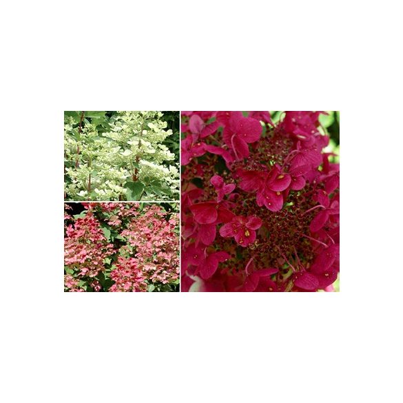 Bugás hortenzia - Hydrangea Paniculata - Wims Red