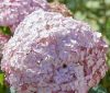 Cserjés Hortenzia "Candybelle Bubblegum " - Hydrangea Arborescens