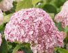 Cserjés Hortenzia "Candybelle Bubblegum " - Hydrangea Arborescens