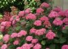 Cserjés Hortenzia " Pink Annabelle" - Hydrangea Arborescens