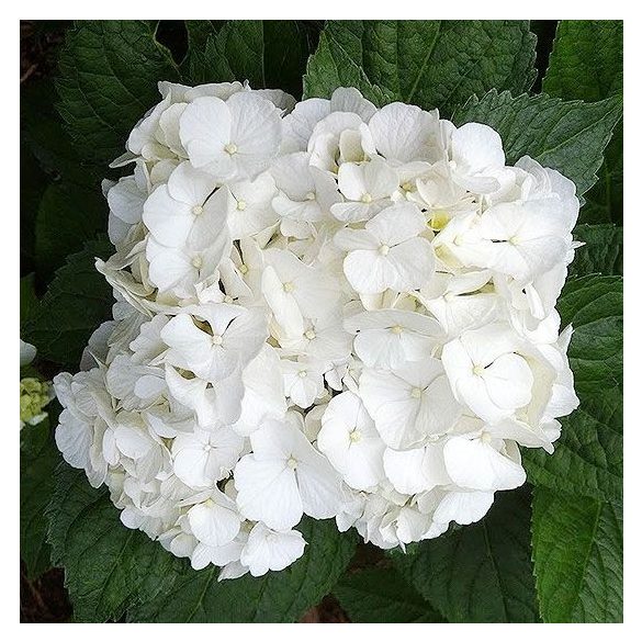Kerti Hortenzia " White Power" - Hydrangea macrophylla