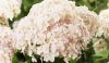 Cserjés Hortenzia "Candybelle Marshmallow " - Hydrangea Arborescens