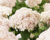 Cserjés Hortenzia "Candybelle Marshmallow " - Hydrangea Arborescens