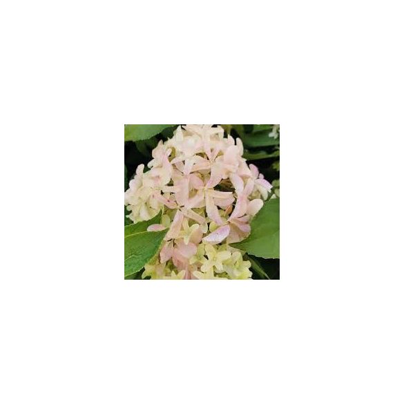 Bugás hortenzia - "Skyfall" - Hydrangea Paniculata