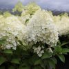 Bugás hortenzia - "BOBO" - Hydrangea Paniculata