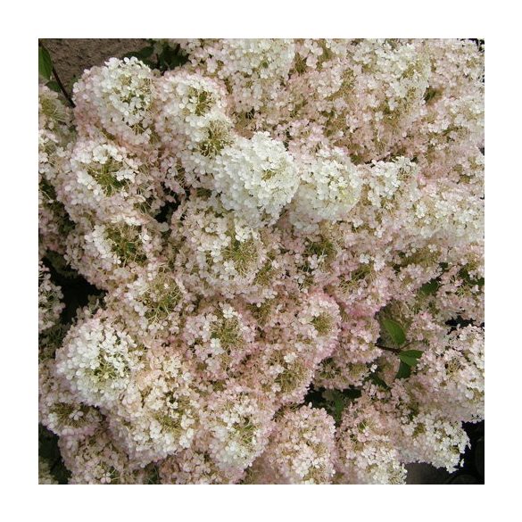 Bugás hortenzia - "BOBO" - Hydrangea Paniculata