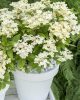 Bugás hortenzia - "Polestar" - Hydrangea Paniculata