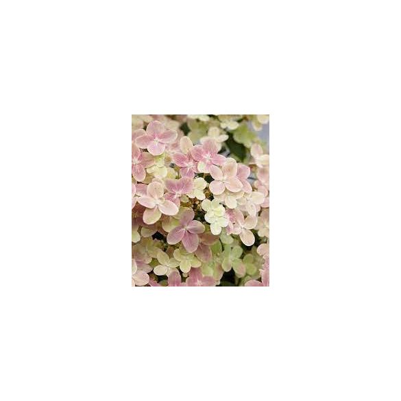 Bugás hortenzia - "Polestar" - Hydrangea Paniculata