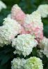 Bugás hortenzia - "Sundae Fraise" - Hydrangea Paniculata