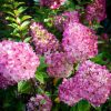 Bugás hortenzia - "Sundae Fraise" - Hydrangea Paniculata