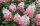 Bugás hortenzia - "Pinky Winky" - Hydrangea Paniculata