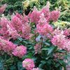 Bugás hortenzia - "Pinky Winky" - Hydrangea Paniculata