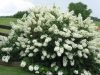 Tölgylevelű hortenzia " Snowflake"Hydrangea quercifolia