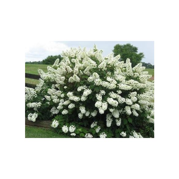 Tölgylevelű hortenzia " Snowflake"Hydrangea quercifolia