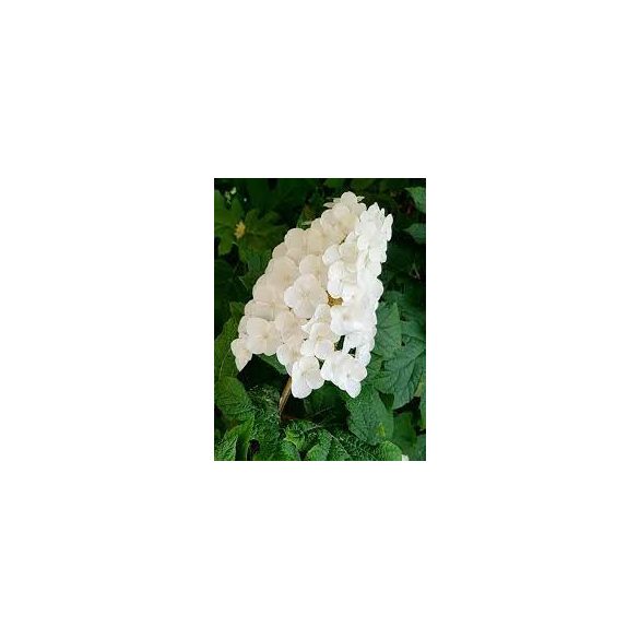 Tölgylevelű hortenzia " Applause" Hydrangea quercifolia