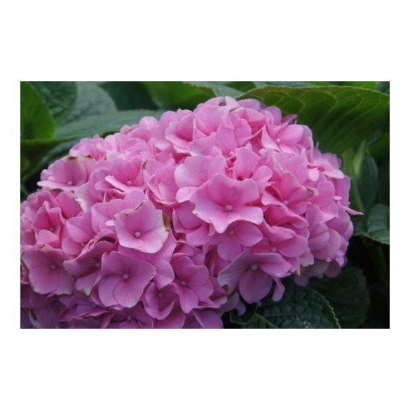 Rózsaszín virágú Kerti Hortenzia " Pretty Pink" - Hydrangea macrophylla