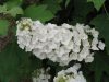 Tölgylevelű hortenzia " Snow Queen" Hydrangea quercifolia
