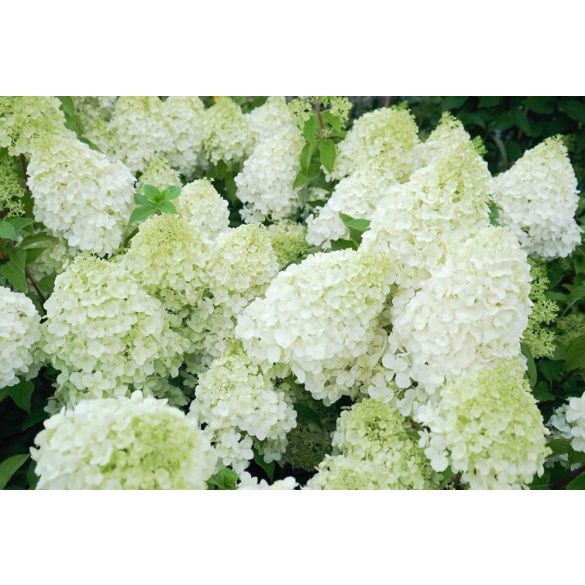 Bugás hortenzia - "Polar Bear" - Hydrangea Paniculata