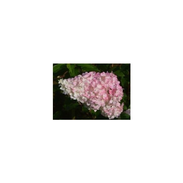 Bugás hortenzia - "Polar Bear" - Hydrangea Paniculata
