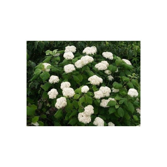 Cserjés Hortenzia " Sterilis" - Hydrangea Arborescens