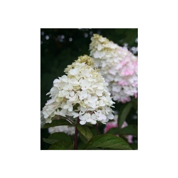 Bugás hortenzia - "Fraise Melba" - Hydrangea Paniculata