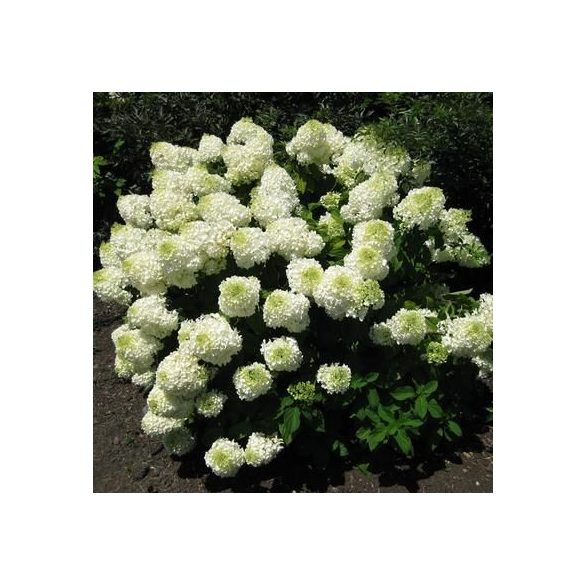 Bugás hortenzia - "Little Spooky" - Hydrangea Paniculata