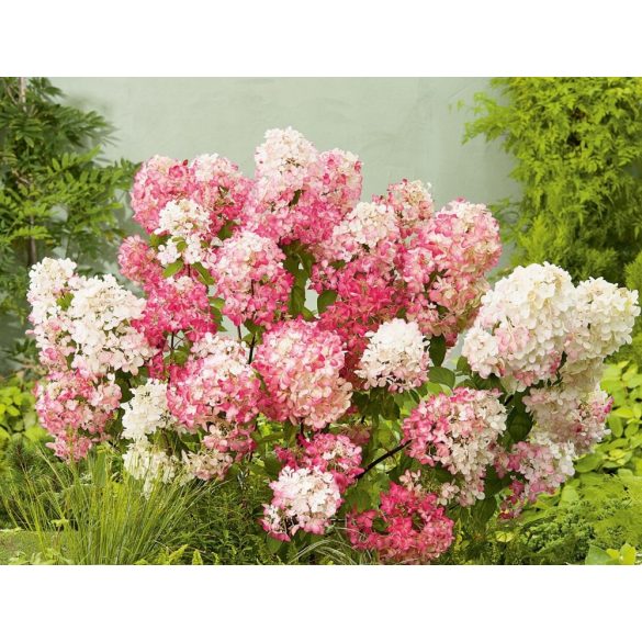 Bugás hortenzia - "Diamant Rouge" - Hydrangea Paniculata