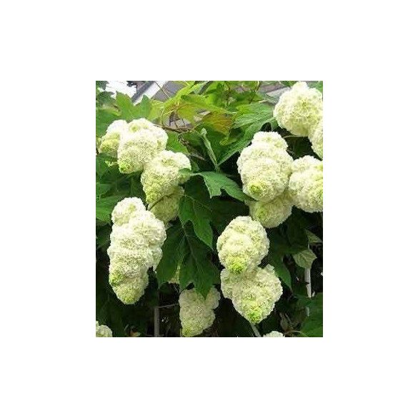 Tölgylevelű hortenzia " Harmony" Hydrangea quercifolia
