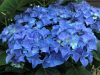 Kék virágú Kerti Hortenzia " Early Blue" - Hydrangea macrophylla