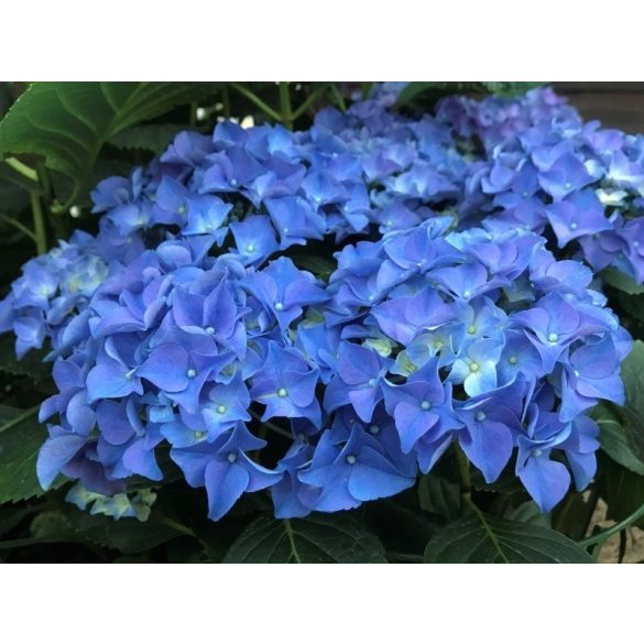 Kék virágú Kerti Hortenzia " Early Blue" - Hydrangea macrophylla