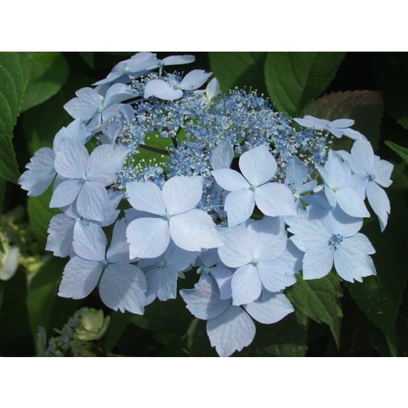Fűrészeslevelű hortenzia - "Blue Deckle" - Hydrangea Serrata