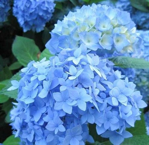 Kék virágú Kerti Hortenzia " Nikko Blue" - Hydrangea macrophylla