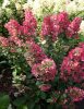 Bugás hortenzia - "Magical Flame" - Hydrangea Paniculata