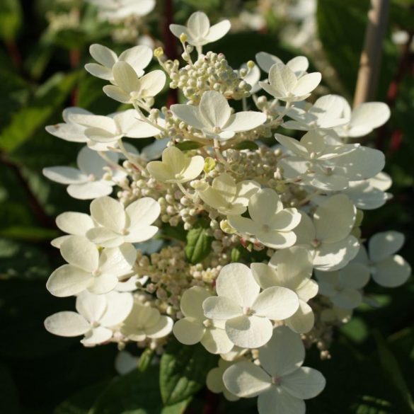 Bugás hortenzia - "Early Sensation" - Hydrangea Paniculata