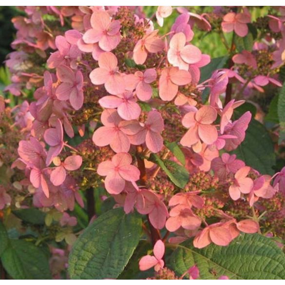 Bugás hortenzia - "Early Sensation" - Hydrangea Paniculata