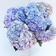 Kerti Hortenzia " Soft Blue Power" - Hydrangea macrophylla
