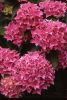 Kerti Hortenzia " Tovelit" - Hydrangea macrophylla