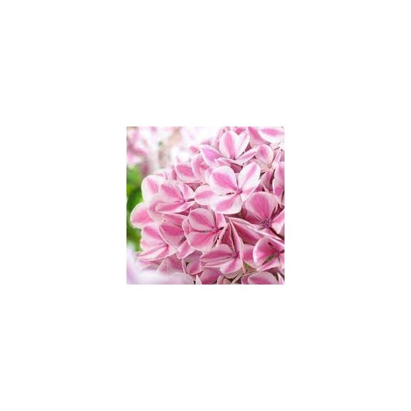 Kerti Hortenzia " Peppermint" - Hydrangea macrophylla