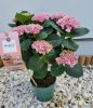 Törzses Kerti Hortenzia " Magical Revolution Rose" - Hydrangea Macrophylla