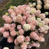 Bugás hortenzia - "Fire light Tidbit" - Hydrangea Paniculata 5 L