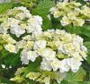Kerti hortenzia " Doppio Bianco" - Haydrangea Macrophylla