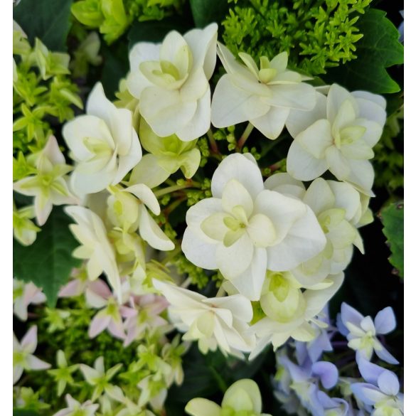 Kerti hortenzia " Doppio Bianco" - Haydrangea Macrophylla