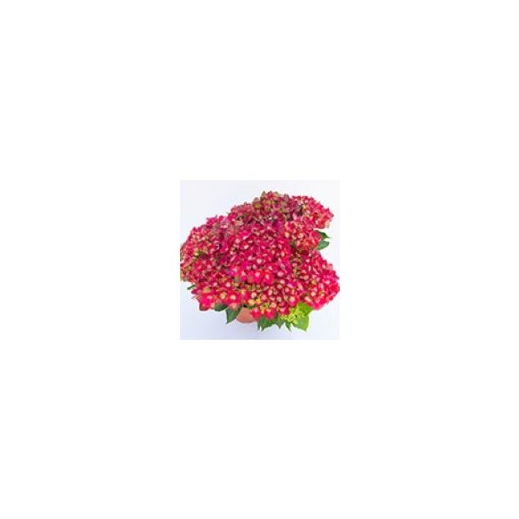 Kerti Hortenzia " Bright Red Power" - Hydrangea macrophylla