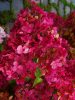 Bugás Hortenzia - 'Fraise Melba' - Hydrangea paniculata - 7,5 L-es cserépben