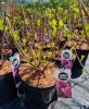 Bugás Hortenzia - 'Fraise Melba' - Hydrangea paniculata - 7,5 L-es cserépben