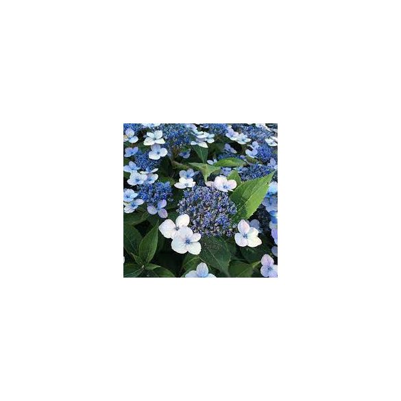 Fűrészeslevelű hortenzia - Magic Pillow - Hydrangea Serrata